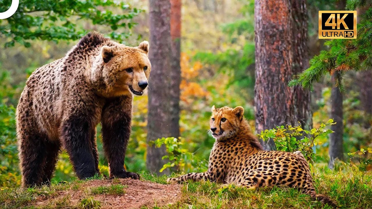 Vahşi Yaşam 1. Bölüm | Ayılar ve Çitalar